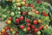 Solanum lycopersicum Verino Red (PJT422090)