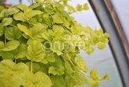 Lysimachia nummularia Goldilocks