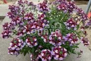 Nemesia fruticans Mareto Burgundy & Rose