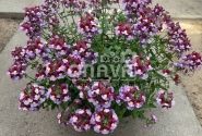 Nemesia fruticans Mareto Burgundy & Rose