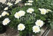 Osteospermum ecklonis Erato Double Clear White