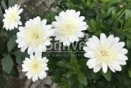 Osteospermum ecklonis Erato Double Clear White