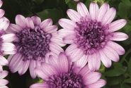 Osteospermum ecklonis Erato Double White Blush