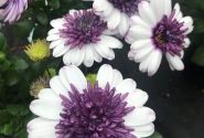 Osteospermum ecklonis Erato Double White Blush