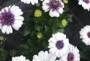 Osteospermum ecklonis Erato Double White Blush