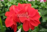 Pelargonium peltatum Grandeur Ivy Scarlet