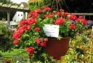 Pelargonium peltatum Grandeur Ivy Scarlet