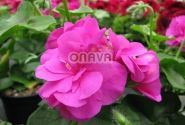 Pelargonium peltatum Grandeur Ivy Violet