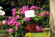 Pelargonium peltatum Grandeur Ivy Violet