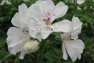Pelargonium peltatum Grandeur Ivy White