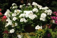 Pelargonium peltatum Grandeur Ivy White
