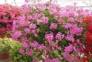 Pelargonium peltatum Ville de Paris Lilac