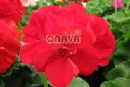 Pelargonium zonale Grandeur Classic Bright Red