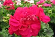 Pelargonium zonale Grandeur Classic Cardinal