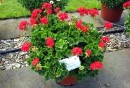 Pelargonium zonale Grandeur Classic Fire