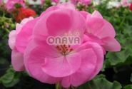Pelargonium zonale Grandeur Classic Pink