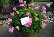 Pelargonium zonale Grandeur Classic Pink