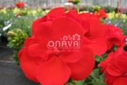 Pelargonium zonale Grandeur Classic Red