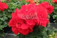 Pelargonium zonale Grandeur Dark Bright Red