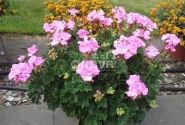 Pelargonium zonale Grandeur Dark Pink