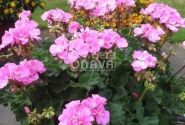 Pelargonium zonale Grandeur Dark Pink