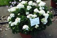 Pelargonium zonale Grandeur Dark White