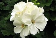 Pelargonium zonale Grandeur Dark White