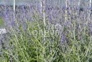 Perovskia atriplicifolia Blue Steel