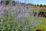 Perovskia atriplicifolia Blue Steel