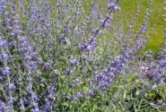 Perovskia atriplicifolia Blue Steel