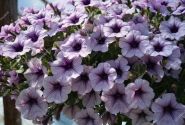 Petunia atkinsiana Surfinia Compact Purple Vein