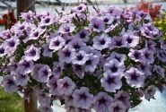 Petunia atkinsiana Surfinia Compact Purple Vein