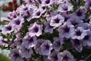 Petunia atkinsiana Surfinia Compact Purple Vein