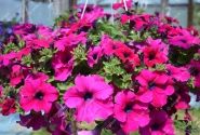 Petunia atkinsiana Surfinia Giant Purple