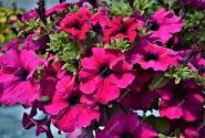 Petunia atkinsiana Surfinia Giant Purple