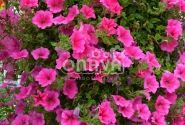 Petunia atkinsiana Surfinia Hot Pink