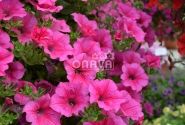 Petunia atkinsiana Surfinia Hot Pink