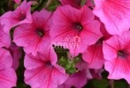 Petunia atkinsiana Surfinia Hot Pink