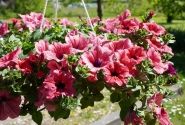 Petunia atkinsiana Surfinia Hot Red