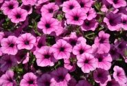 Petunia atkinsiana Surfinia Pink Vein