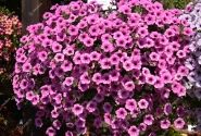 Petunia atkinsiana Surfinia Pink Vein