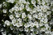 Petunia atkinsiana Surfinia White (XXL)