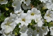 Petunia atkinsiana Surfinia White (XXL)