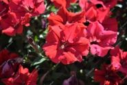 Petunia atkinsiana Fortado Dark Red