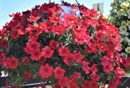 Petunia atkinsiana Fortado Dark Red (XXL)