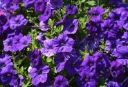 Petunia atkinsiana Fortado Deep Blue (XXL)
