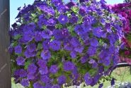Petunia atkinsiana Fortado Deep Blue (XXL)