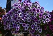 Petunia atkinsiana Fortado Purple Vein