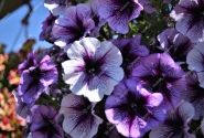 Petunia atkinsiana Fortado Purple Vein