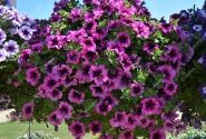 Petunia atkinsiana Fortado Velvet Heart